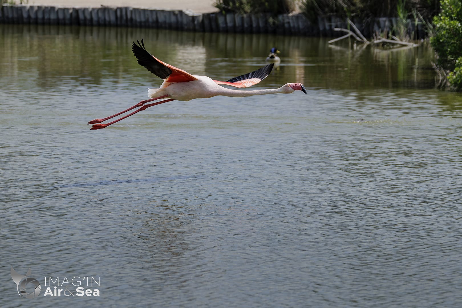 Flamants rose en vol au pont de Gau