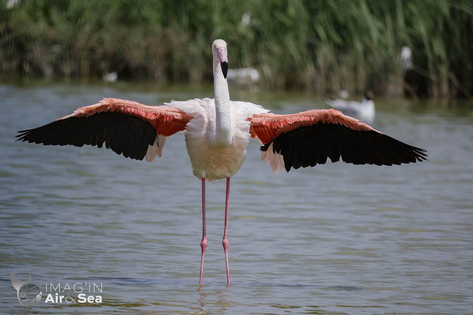 Flamants rose ailes grande ouverts au pont de Gau