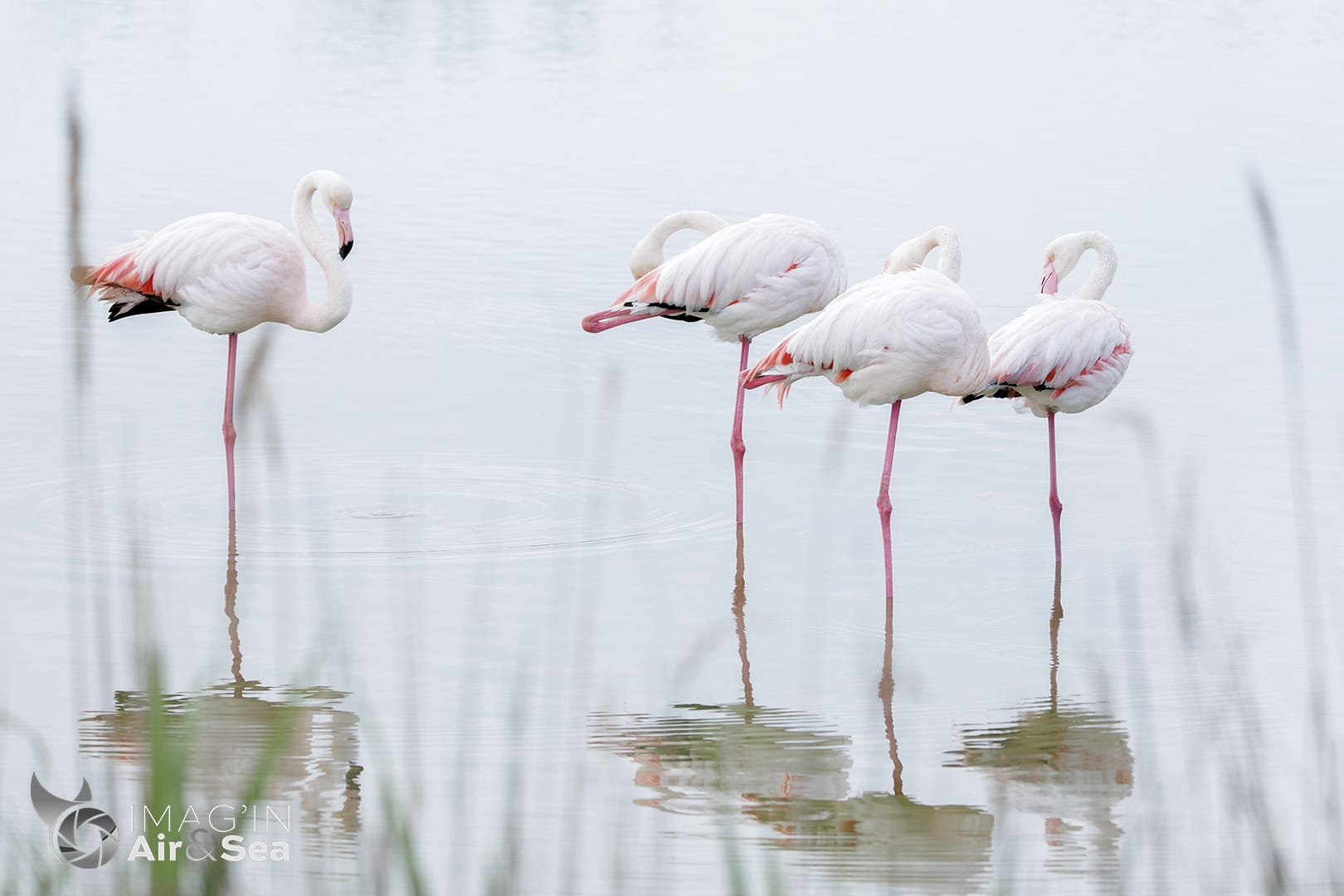 Groupe de Flamants rose au pont de Gau