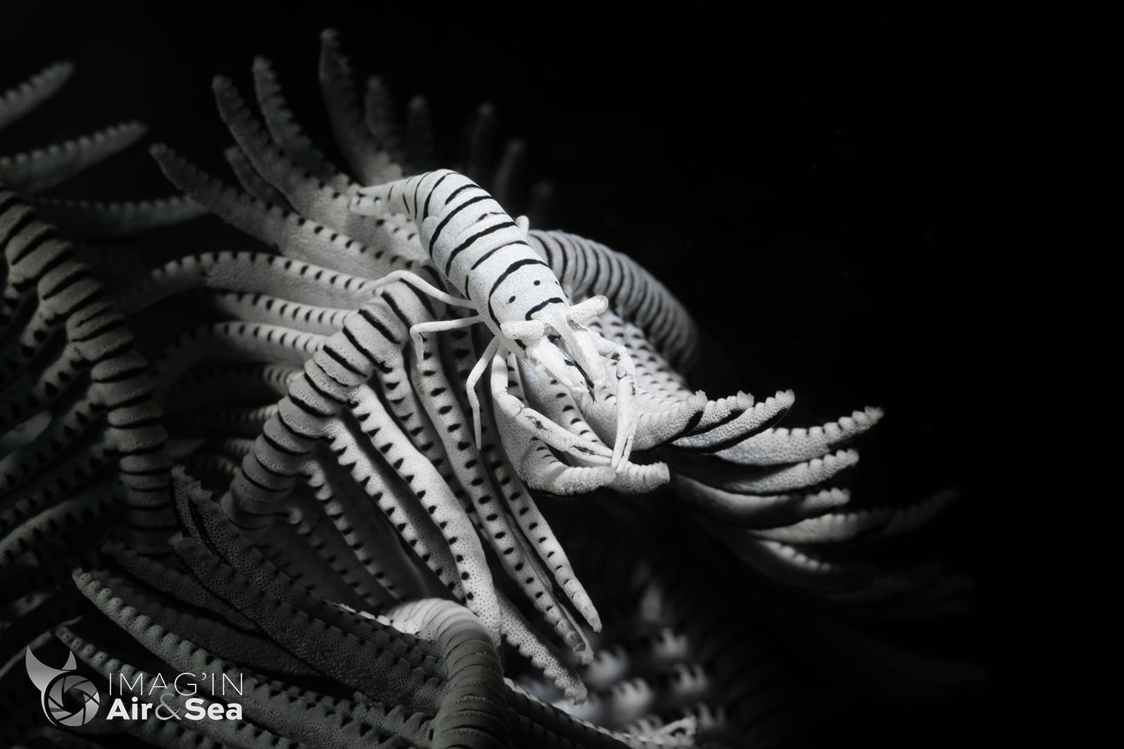 Crevette des Crinoïdes blanche éclairée au snoot (Anilao)