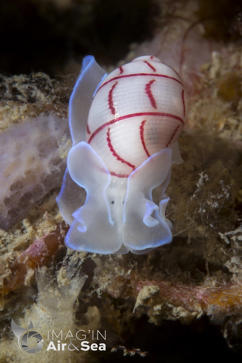 Bullina lineata observé à Nelson Bay au nord de Sydney en Australie.