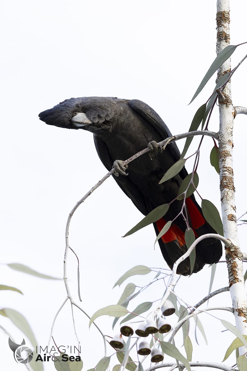 Cacatoès banksien qui m'observe dans un parc de Perth.
