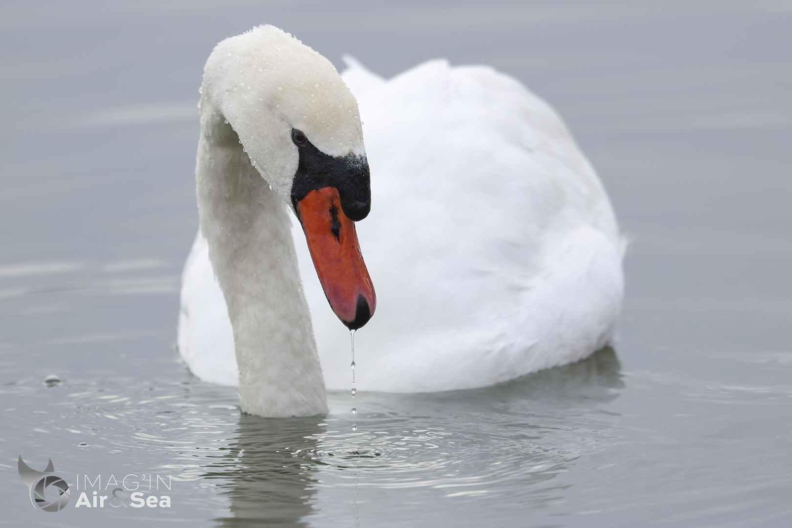 Cygne tuberculé sur le lac du Der