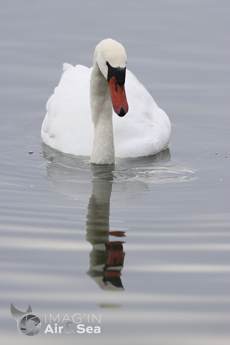 Portrait d'un Cygne tuberculé sur le lac du Der.