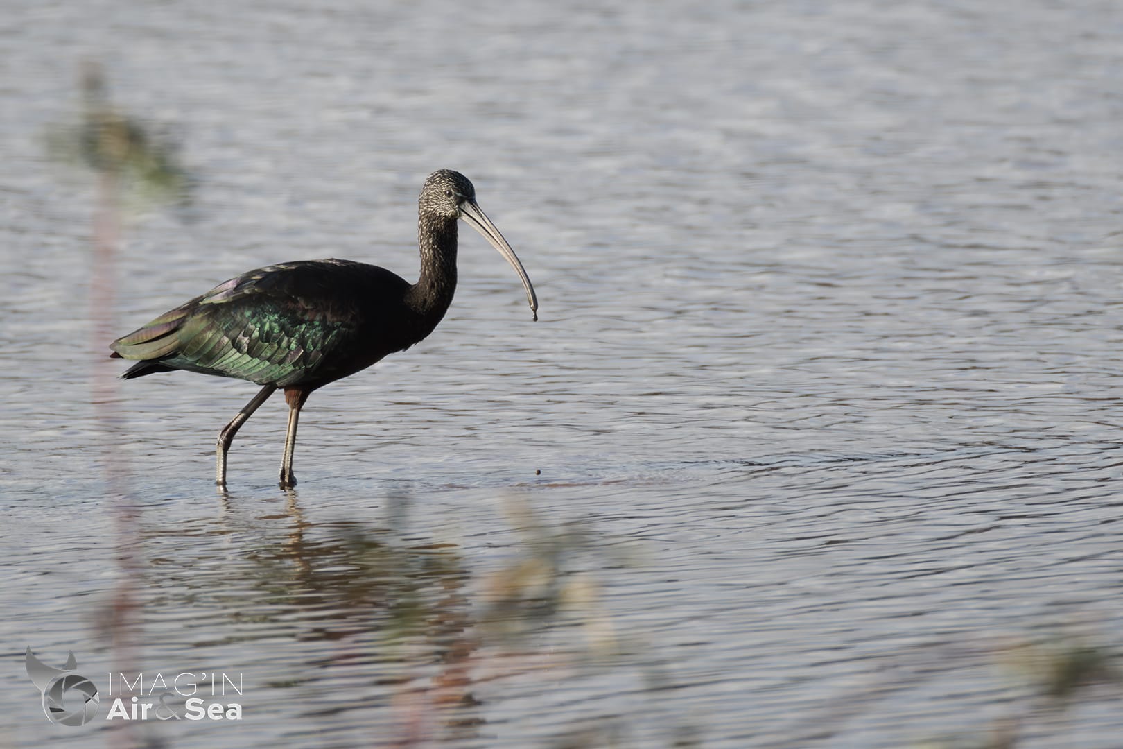 Ibis falcinelle en vadrouille au marais de Orx