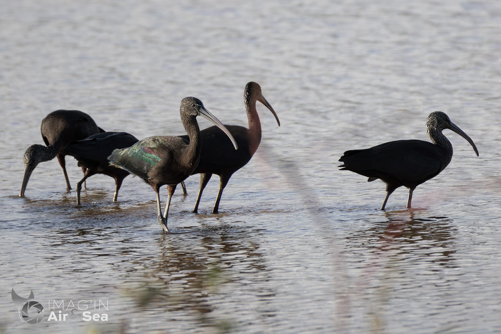 Groupe d'Ibis falcinelle en vadrouille au marais de Orx