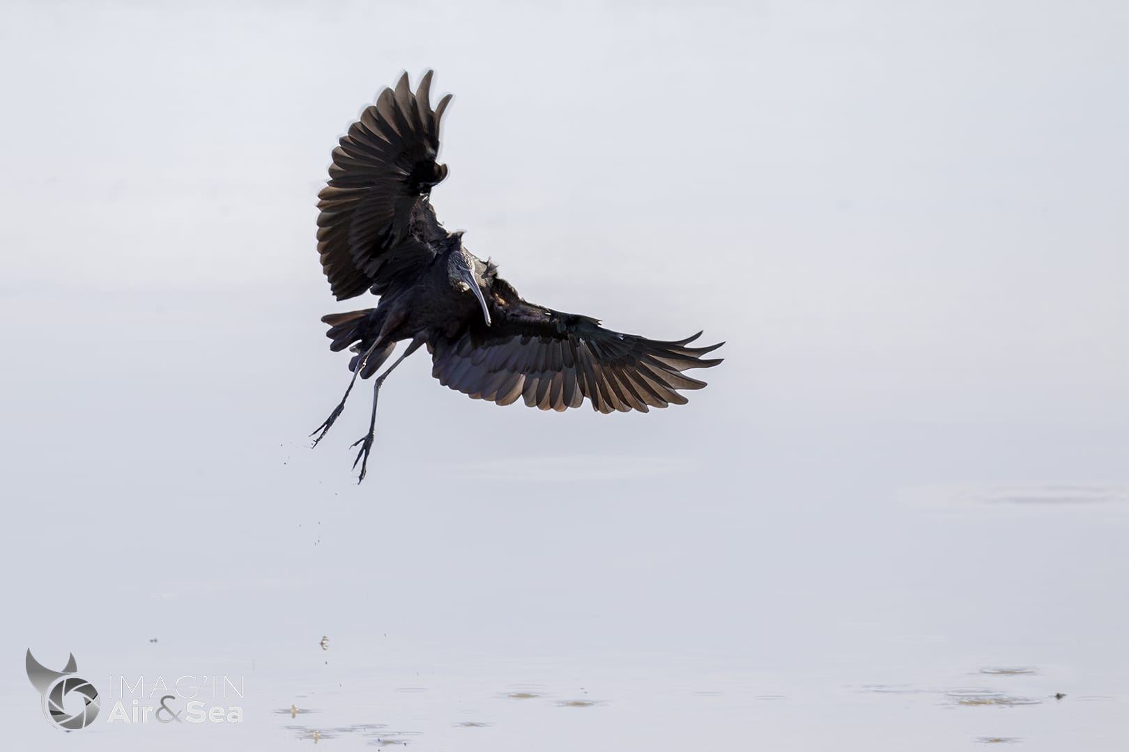 Ibis falcinelle en plein atterrissage au marais de Orx