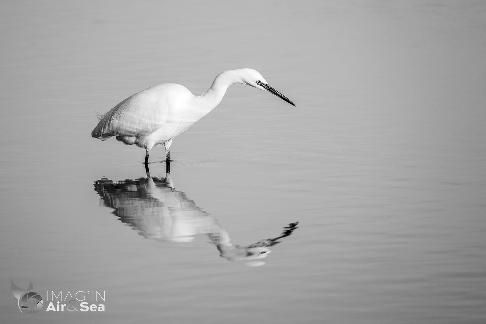 Aigrette garsette et son reflet sur un étang en Gironde.