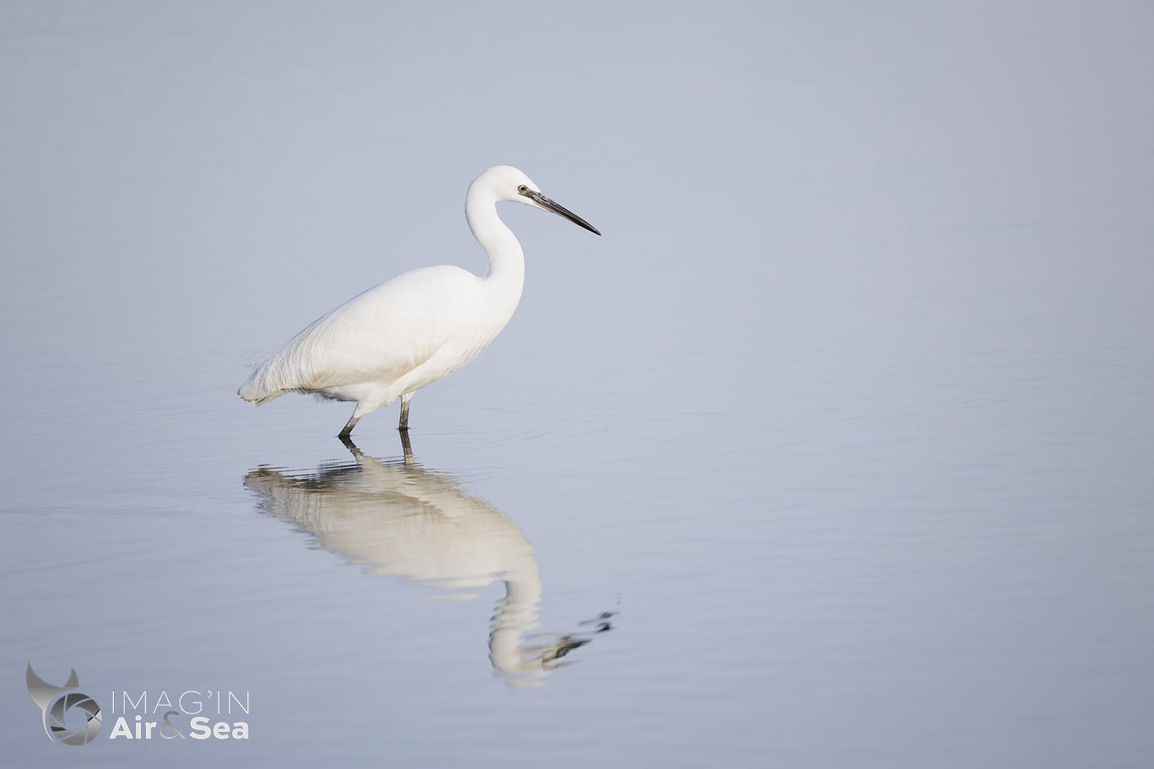 Aigrette garsette et son reflet sur un étang à Teich.