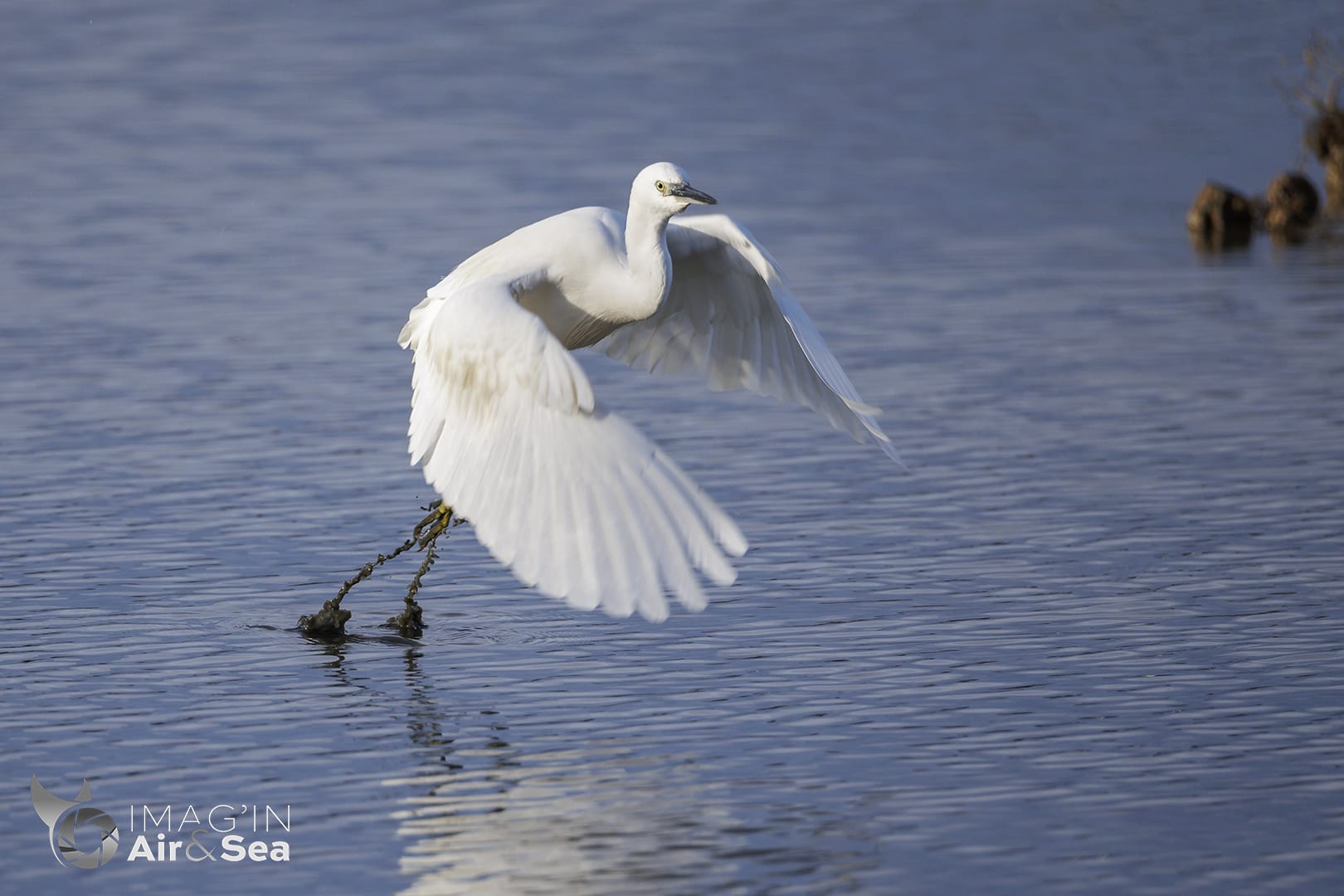 Aigrette garsette qui s'envole sur un étang à Teich.