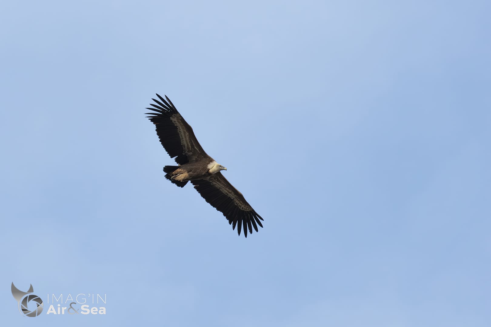 Vautour fauve planant dans le ciel Pyrénéen.