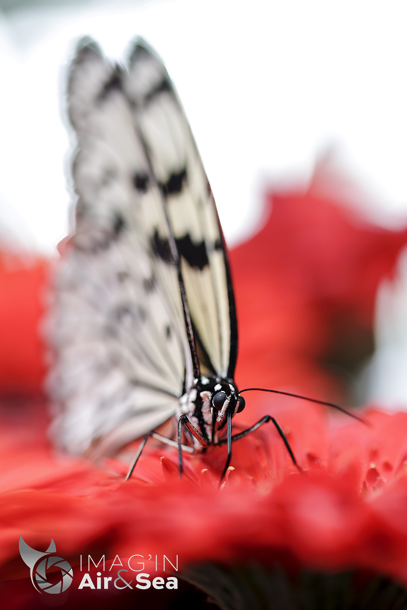 Magnifique papillon Grand planeur de face en plein repas à Singapour.