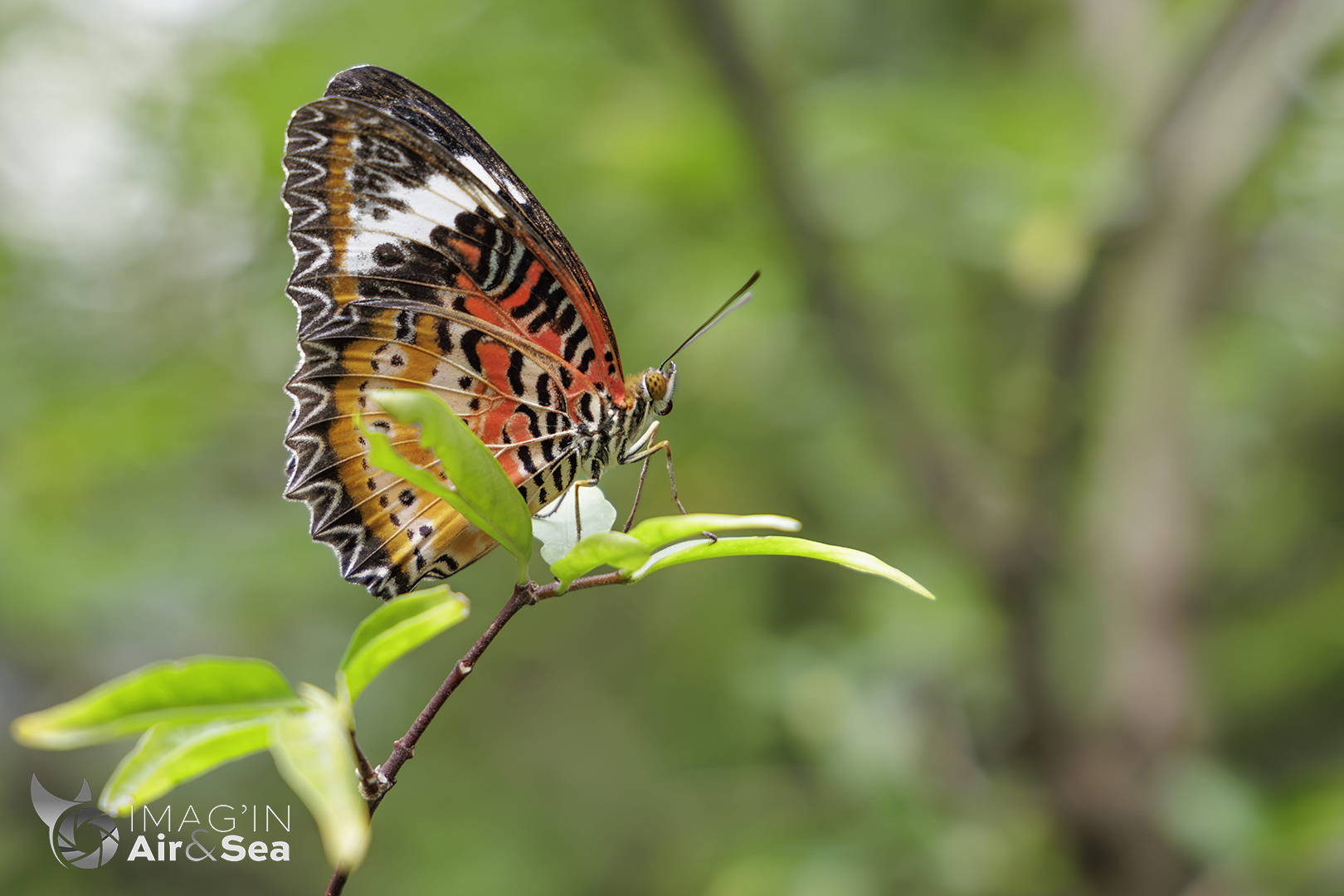 Papillon Chrysope léopard sur sa branche à Singapour