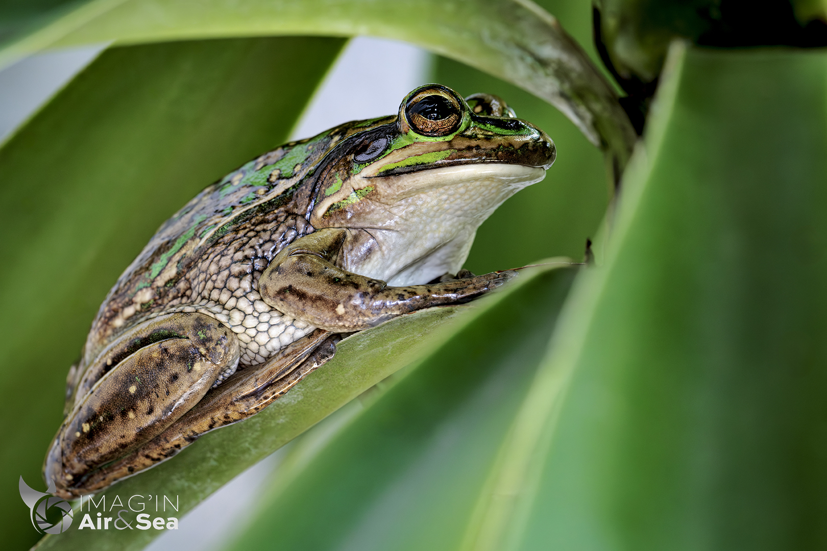 Grenouille verte et dorée au milieu de son ficus à Nouméa