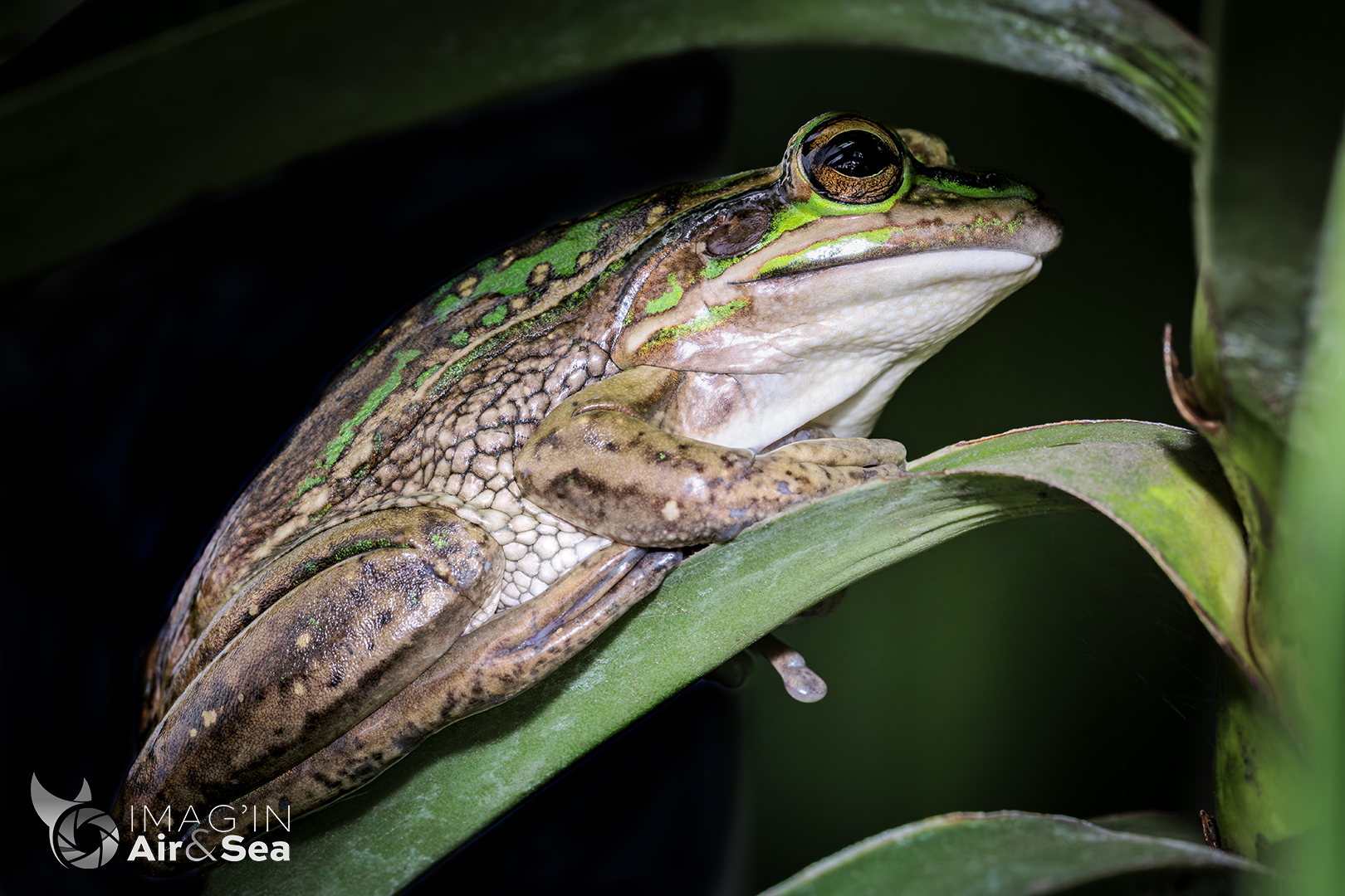 Grenouille verte et dorée au milieu de son ficus à Nouméa