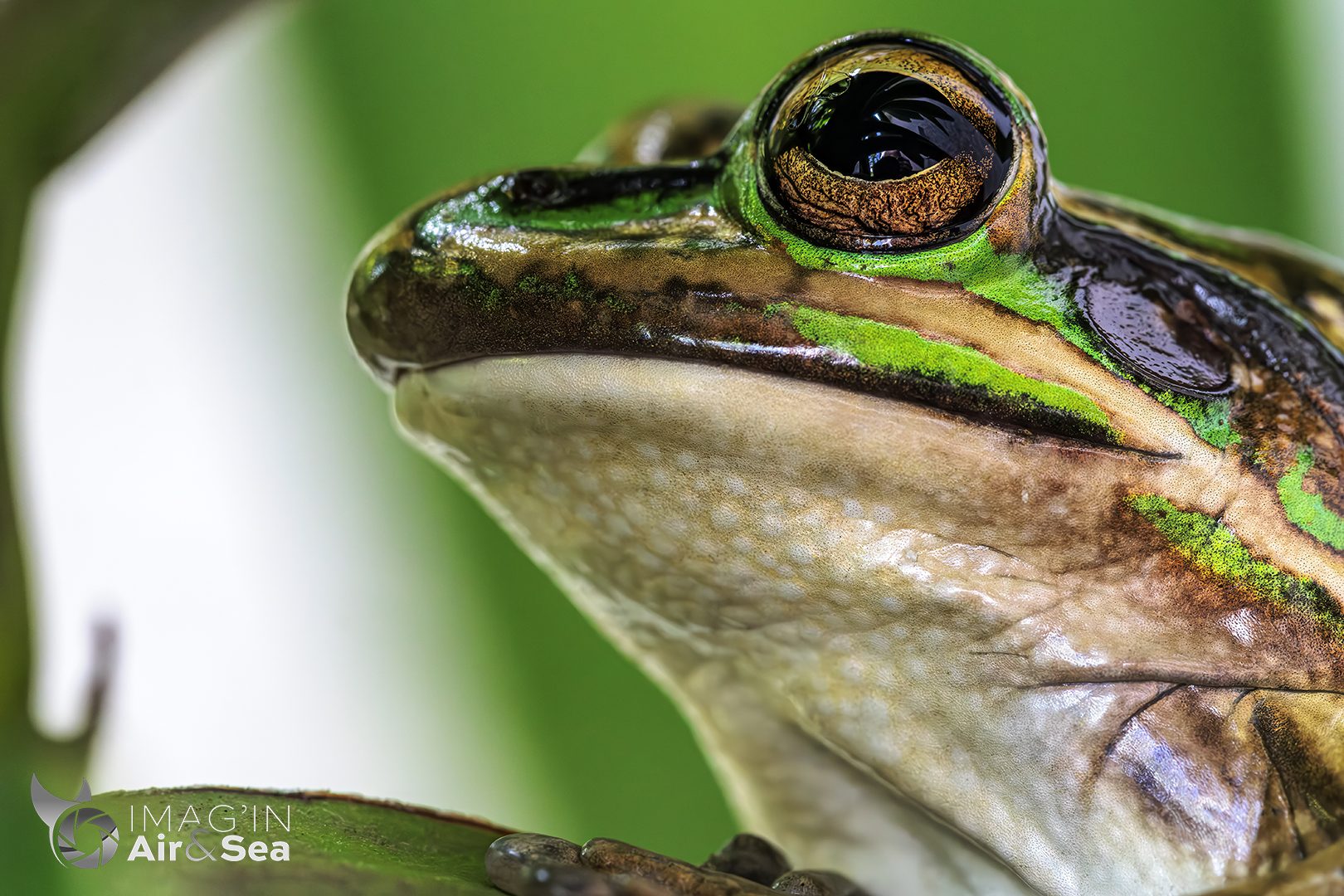 Portrait d'une Grenouille verte et dorée en Nouvelle-Calédonie.