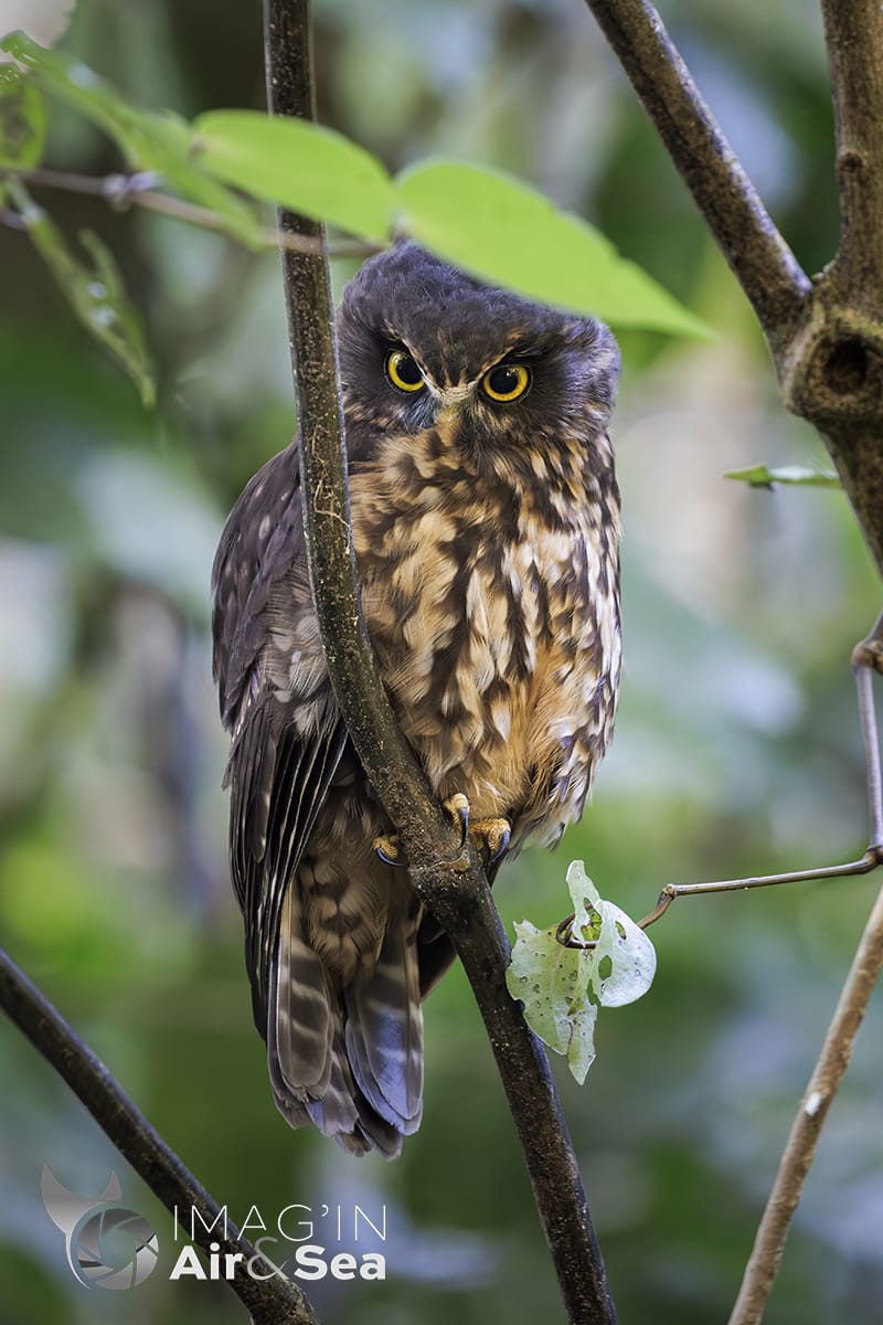 Magnifique regard d'une Ninoxe boubouk dans une forêt Néo-zélandaise.