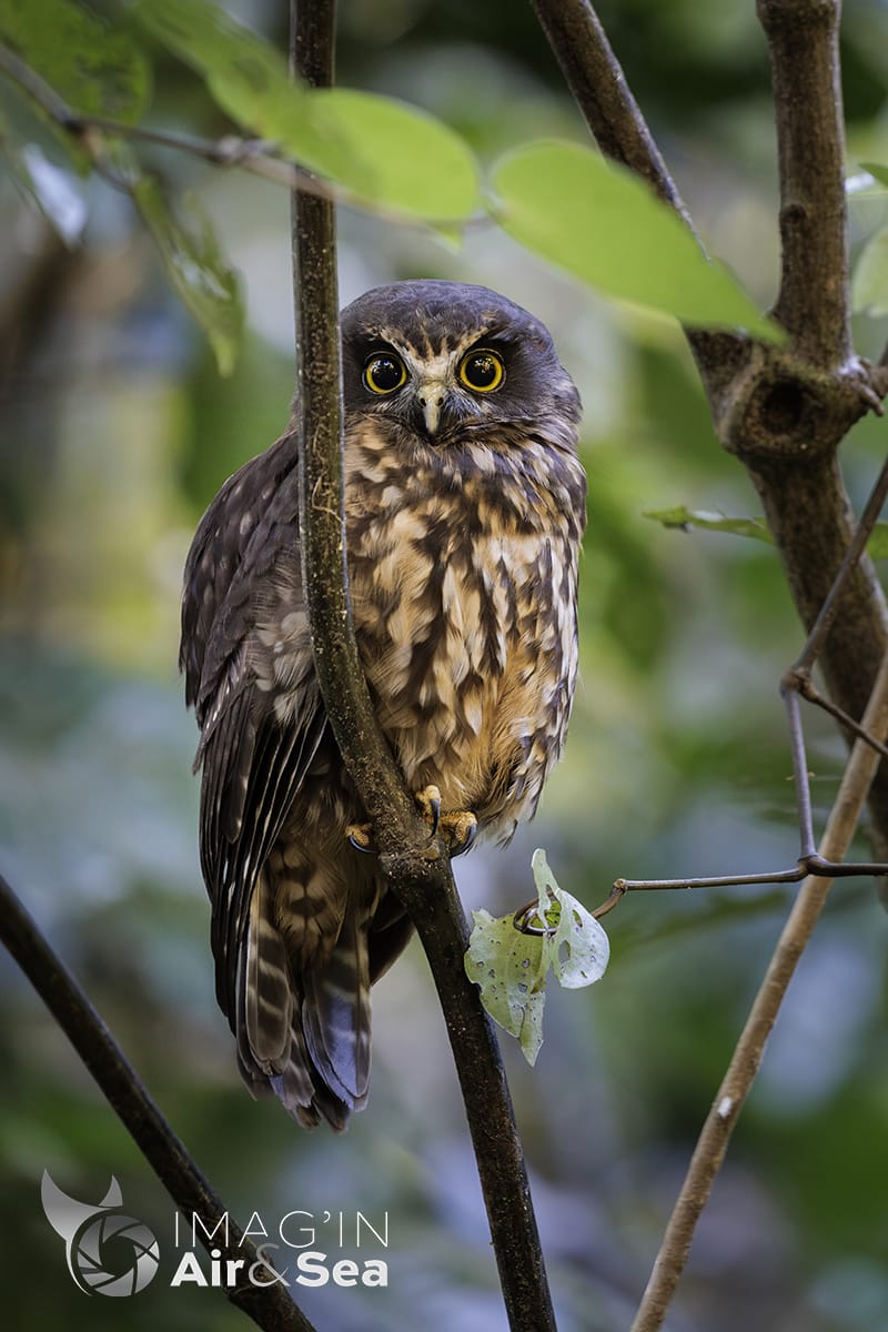 Magnifique regard d'une Ninoxe boubouk dans la forêt de Wellington.