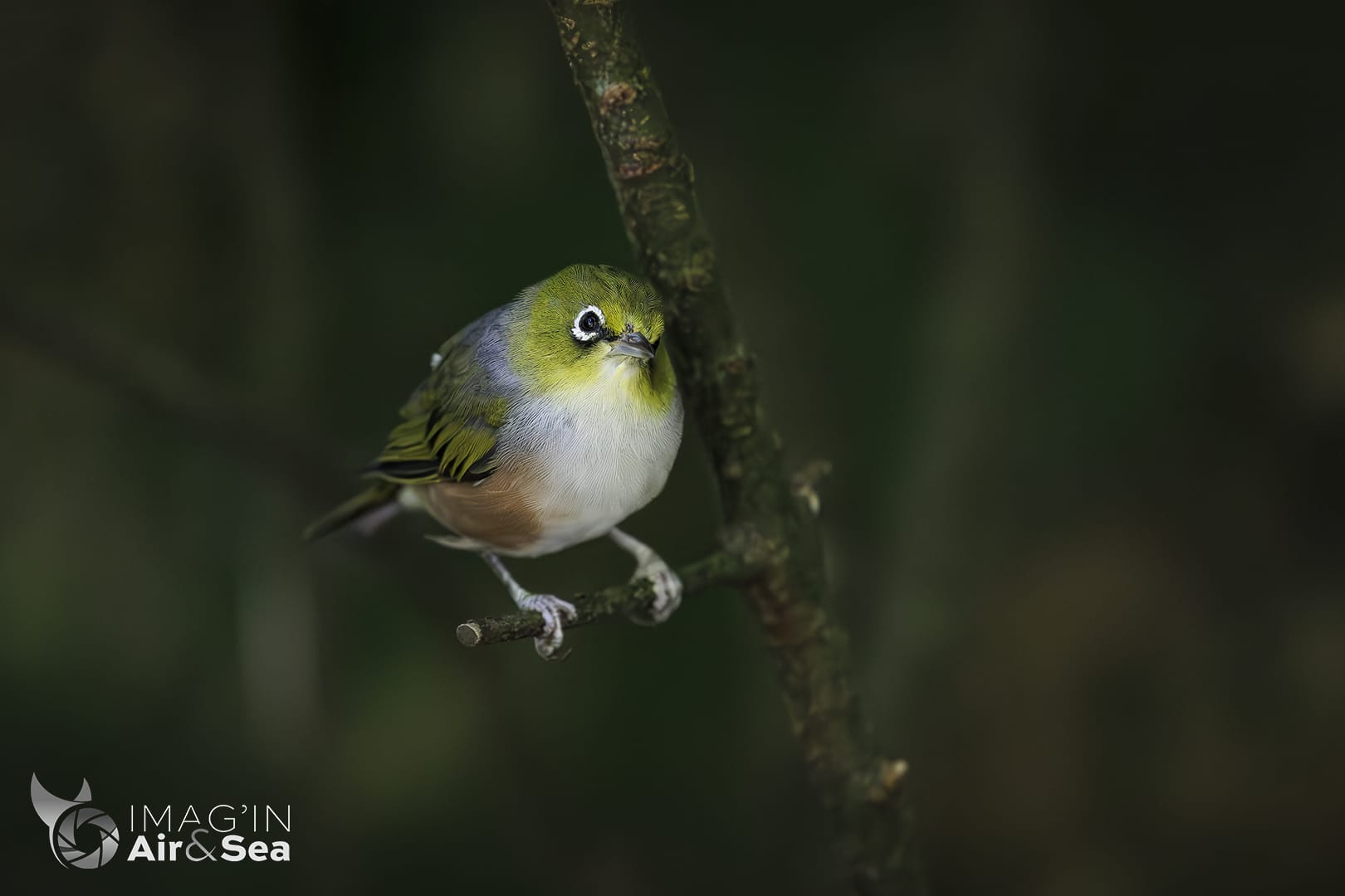 Zostérops à dos gris posé dans une forêt de Nouvelle-Zélande.