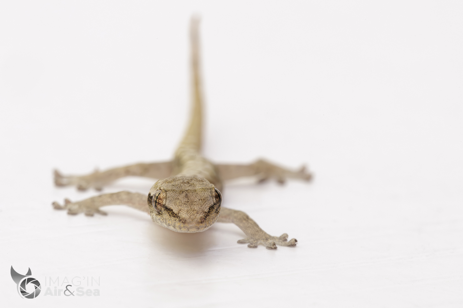 Petit Lepidodactylus lugubris (Gecko) rencontré à Nouméa.