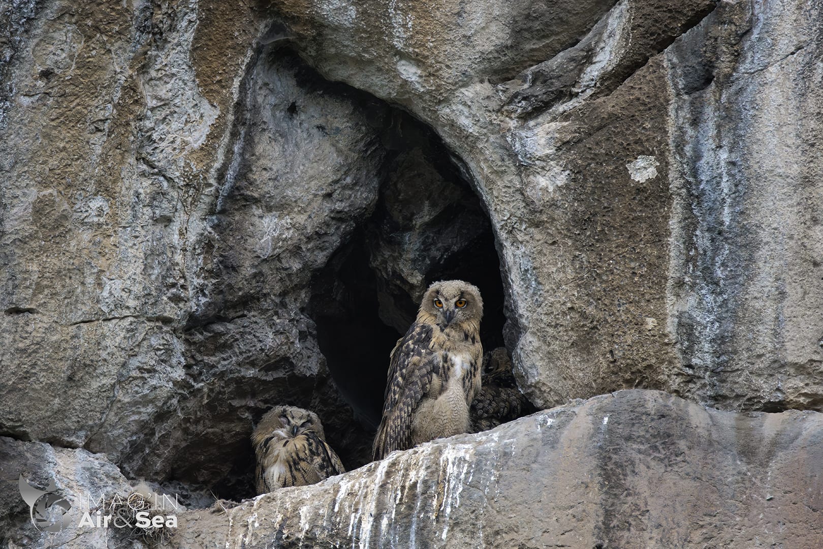 Hiboux Grand-Duc juvénile au bord de leur nid dans une falaise à Foix.