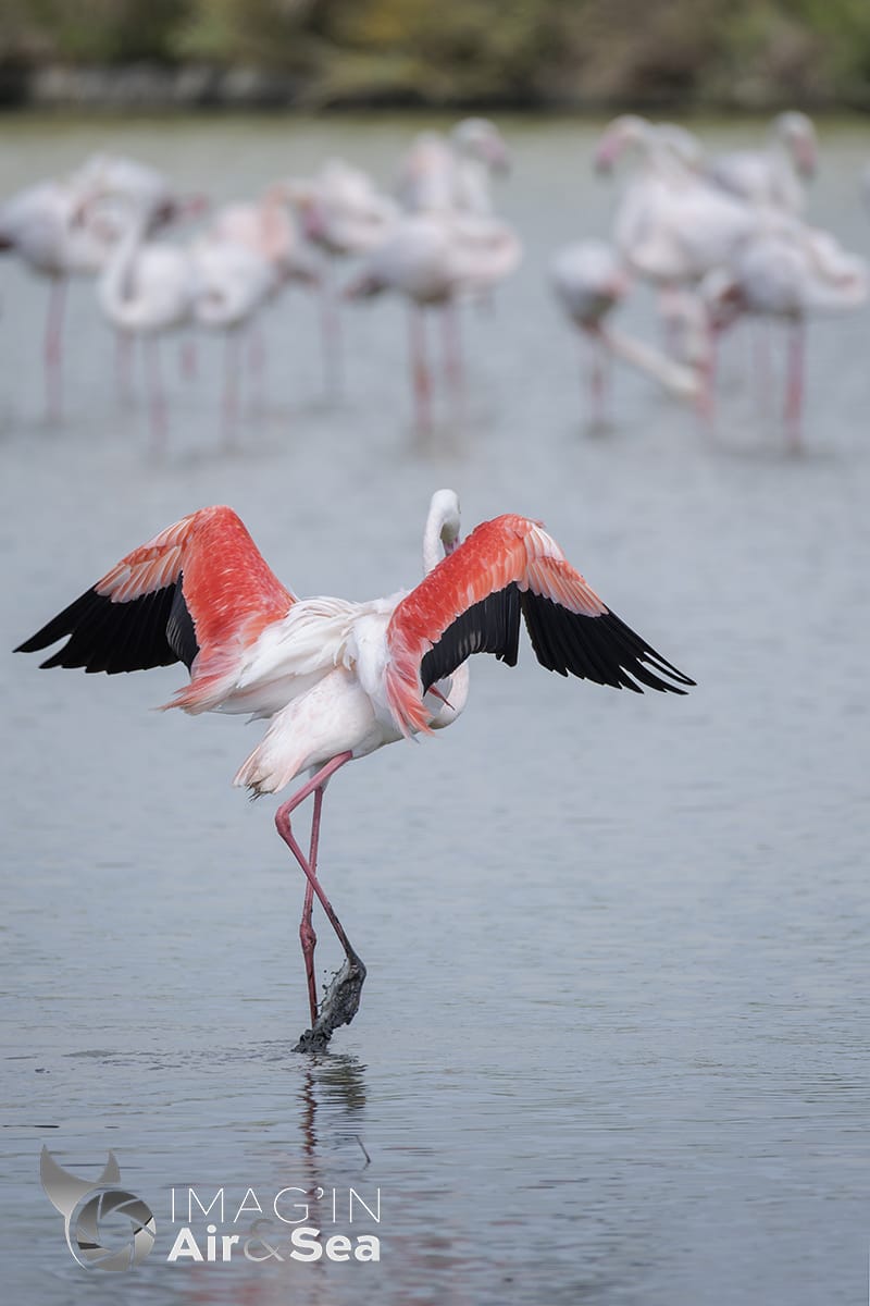 Flamants rose au pont de Gau