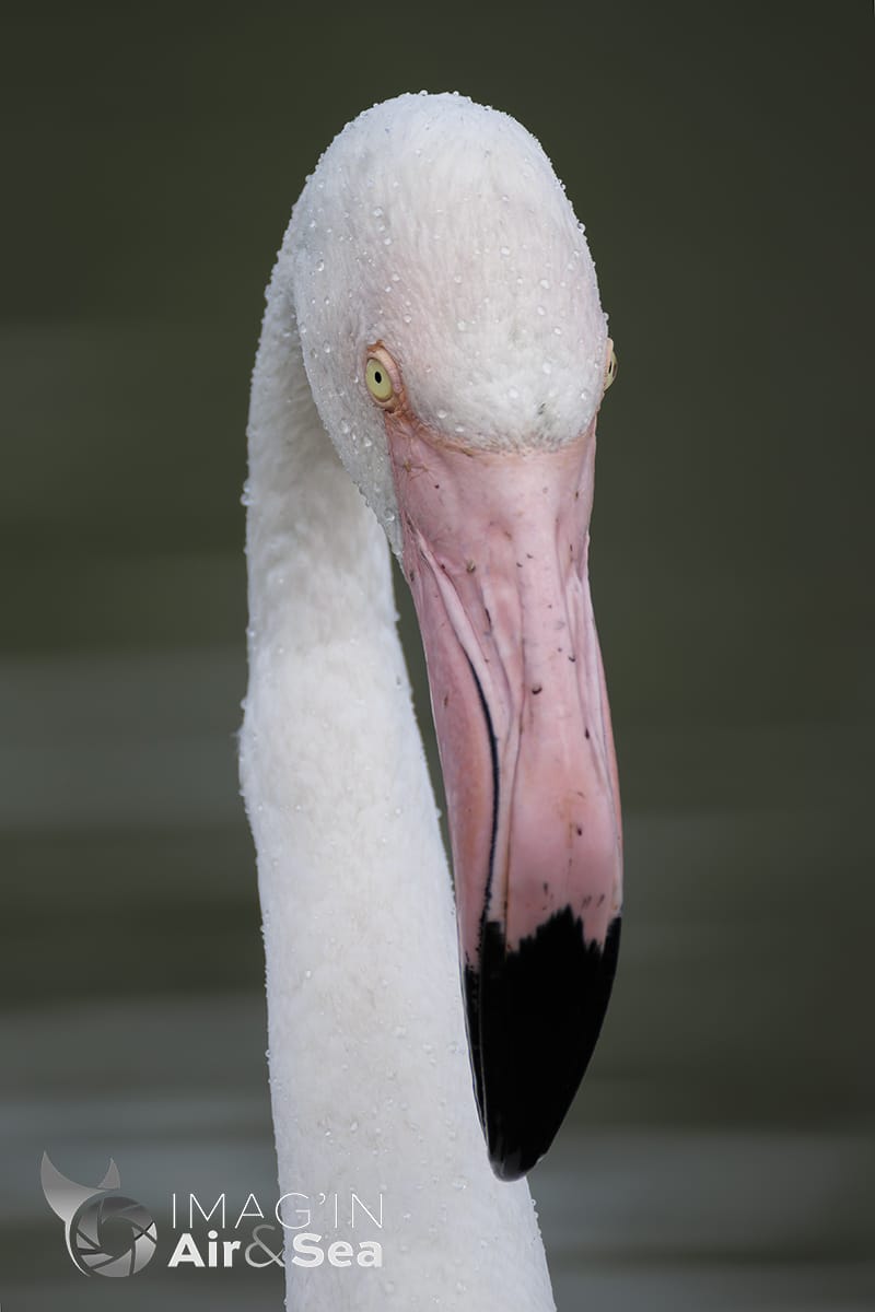 Portrait serré d'un Flamant rose au pont de Gau