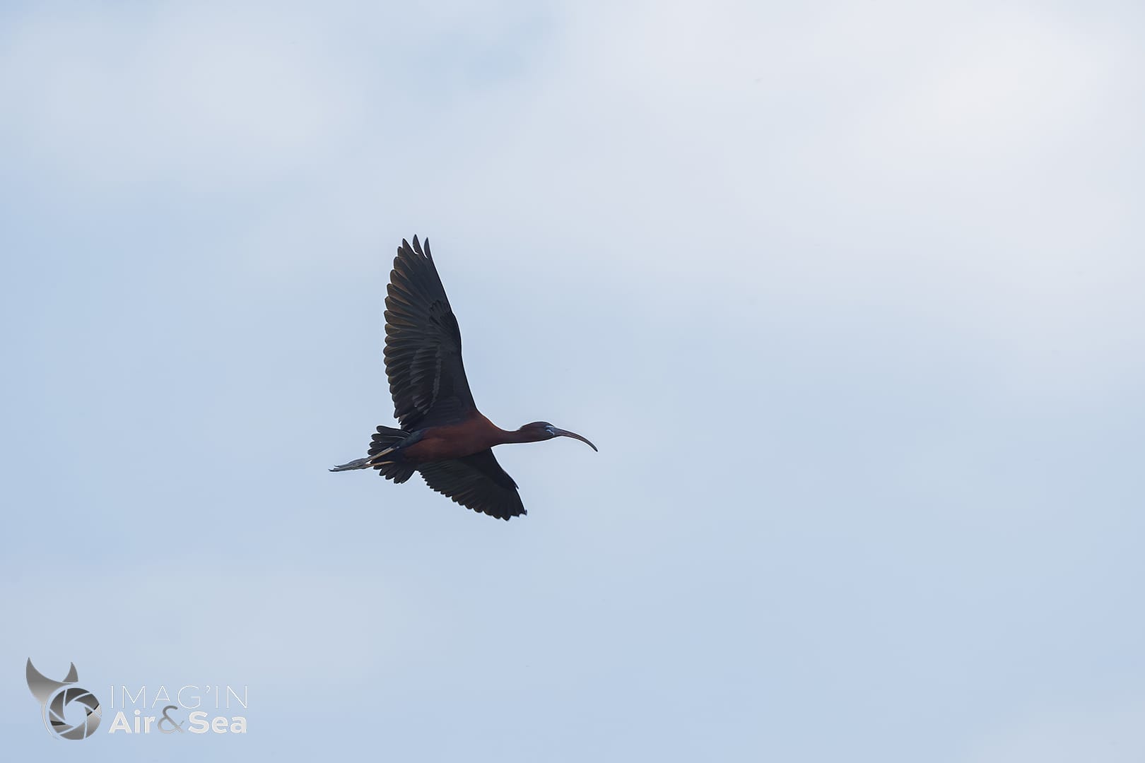 Ibis falcinelle en plein vol dans le ciel de Camargue.