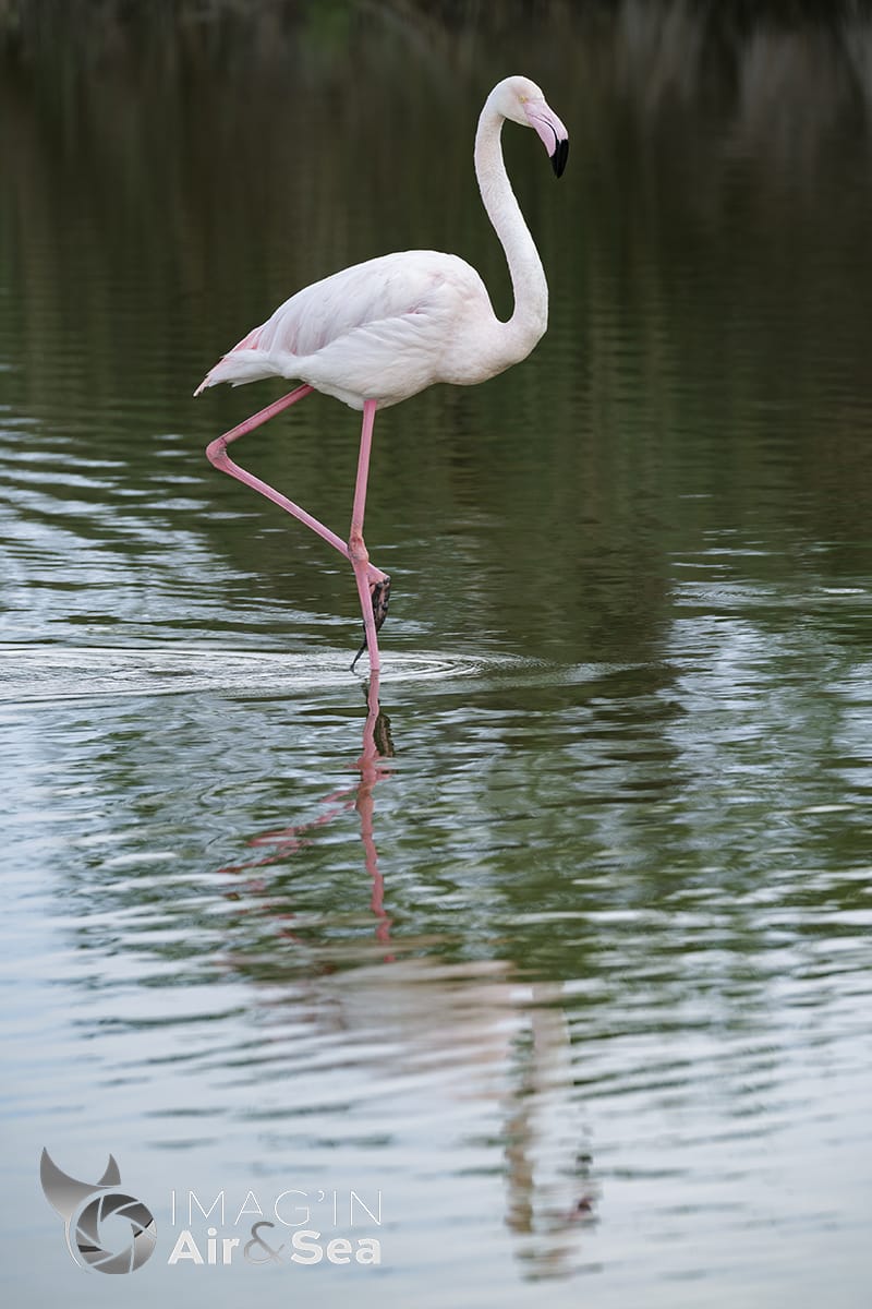 Flamant rose sur une patte au pont de Gau.