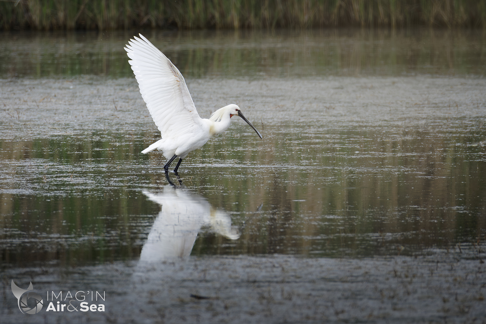 Spatule blanche en Camargue.