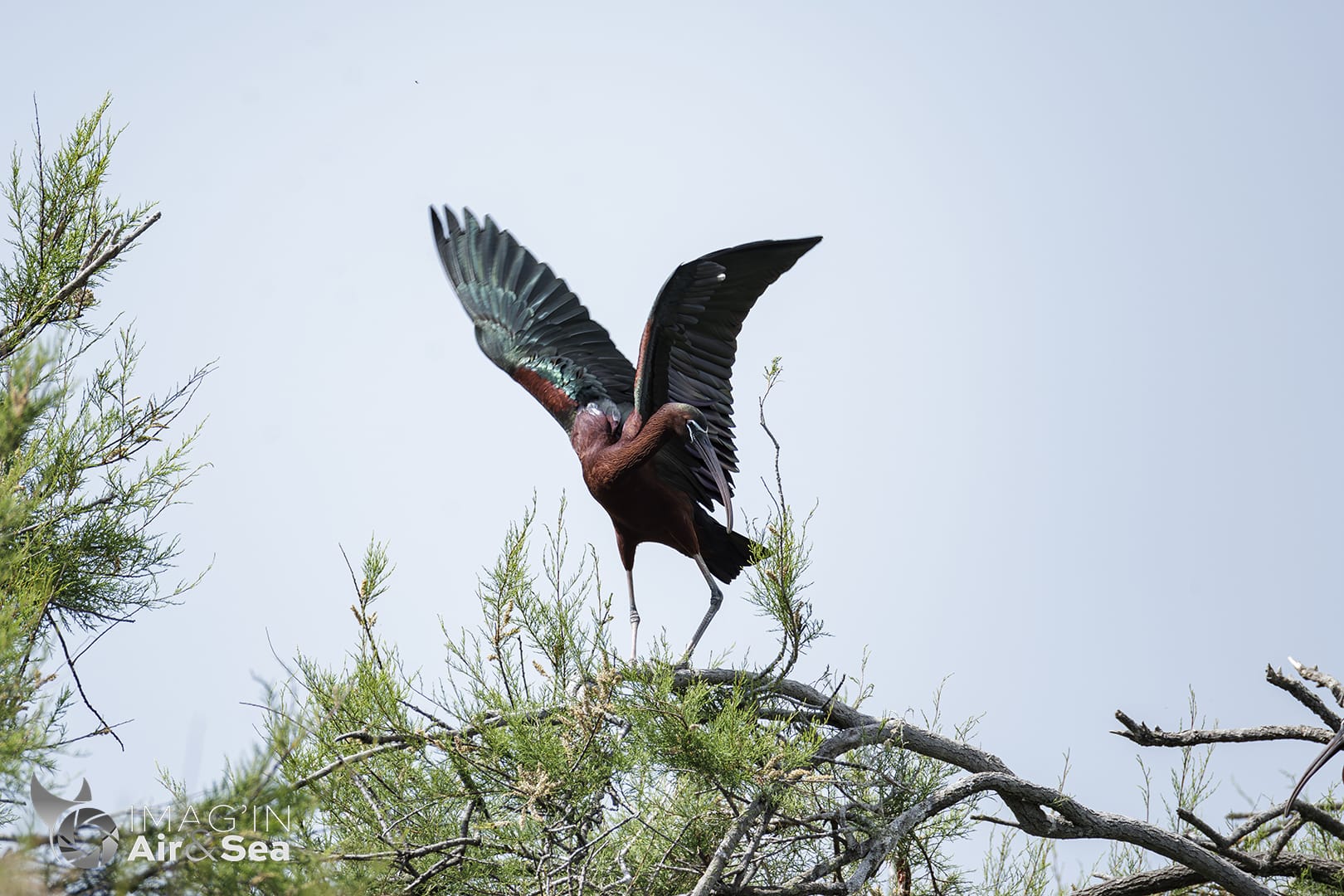 Ibis falcinelle perché sur un arbre au pont de Gau