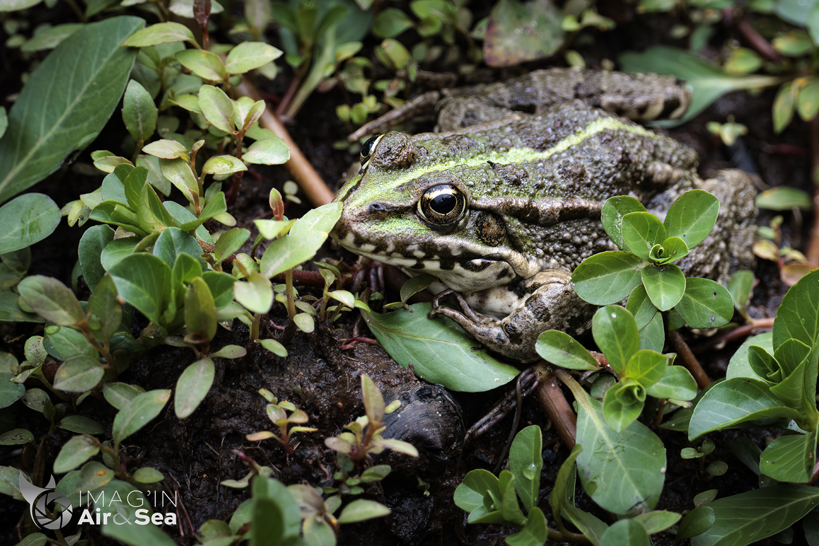 Grenouille verte camouflée sur les berges du marais d'orx dans les Landes.