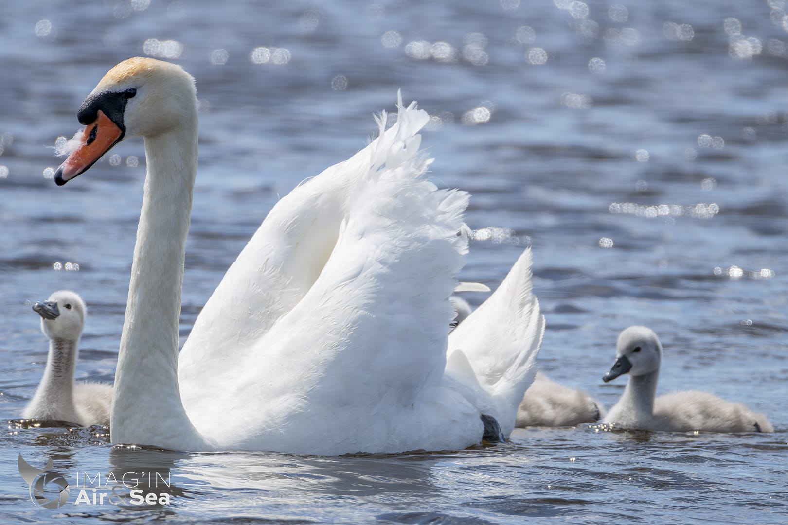 Famille de Cygne tuberculé sur un étang de la réserve du Grand Voyeux