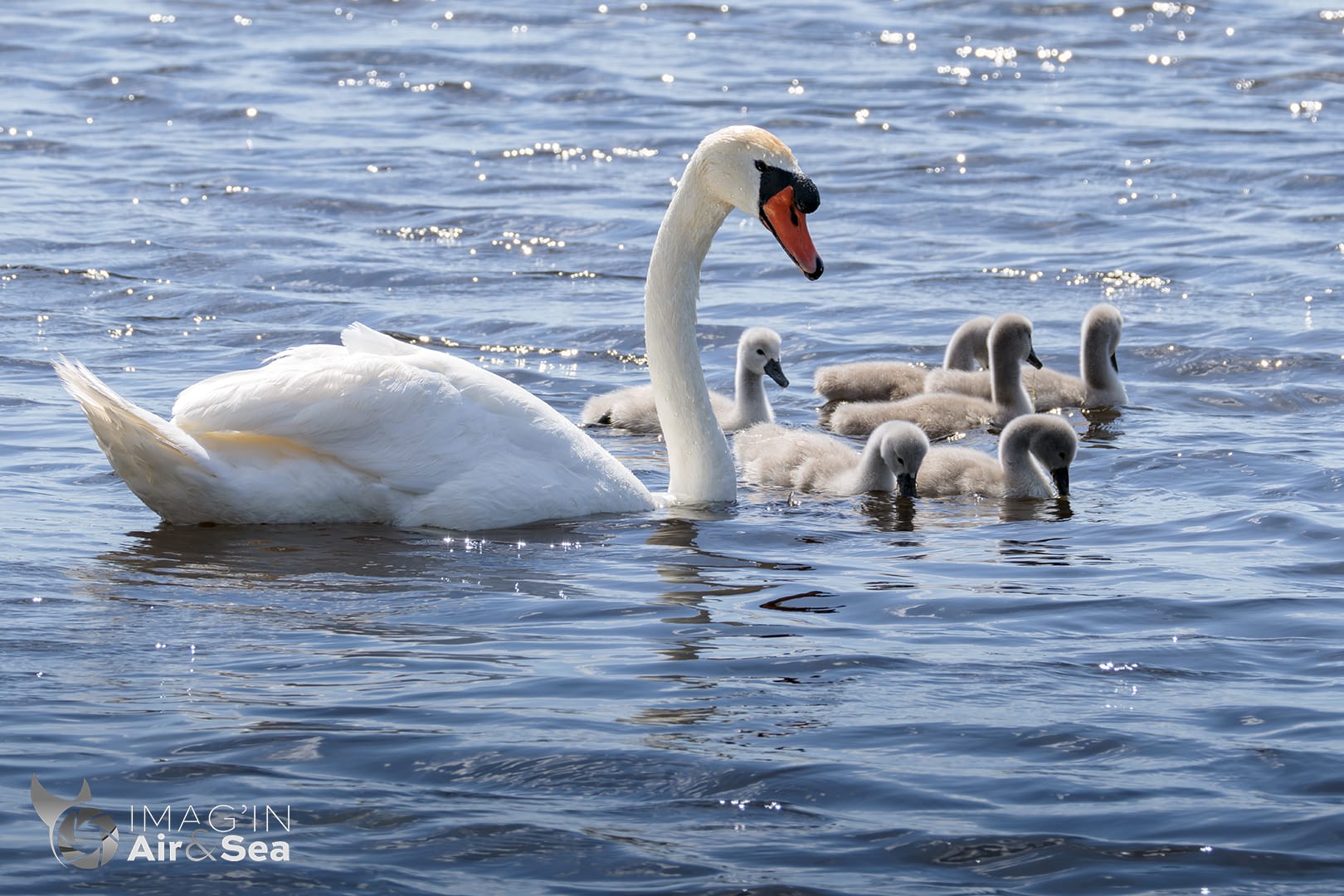 Cygne tuberculé avec ses petits sur un étang de la réserve du Grand Voyeux