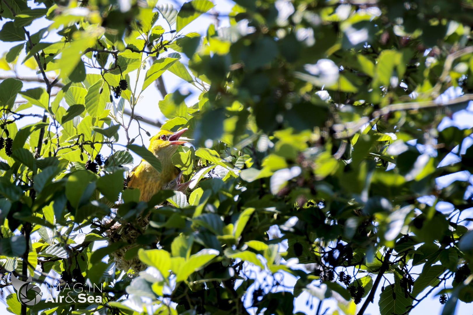Femelle Loriot d'Europe sur son nid dans les arbres de résere du Grand Voyeux
