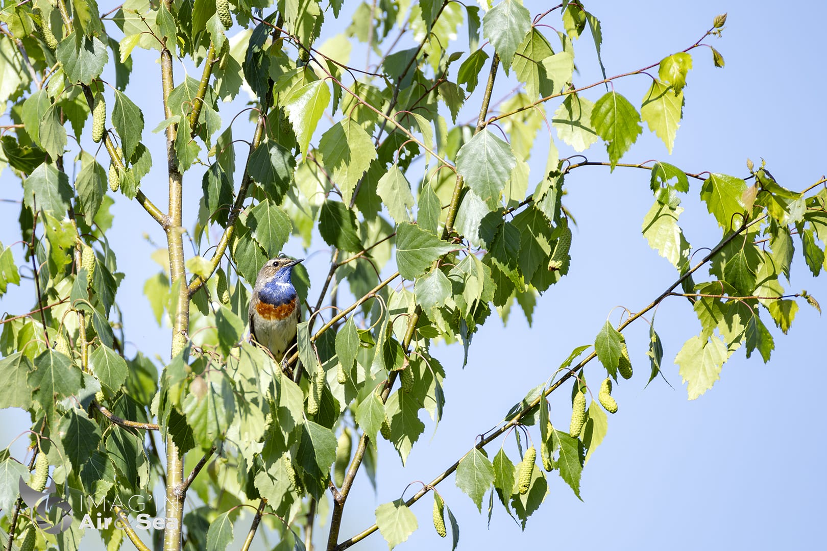 Gorgebleue à miroir dans les arbres en Ile de France