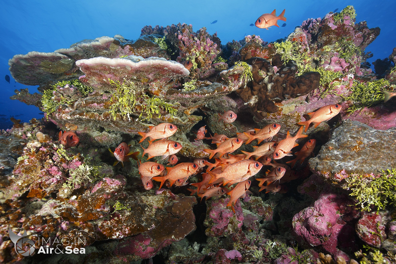 Banc de poisson-soldats évoluant dans le récif de Rangiroa