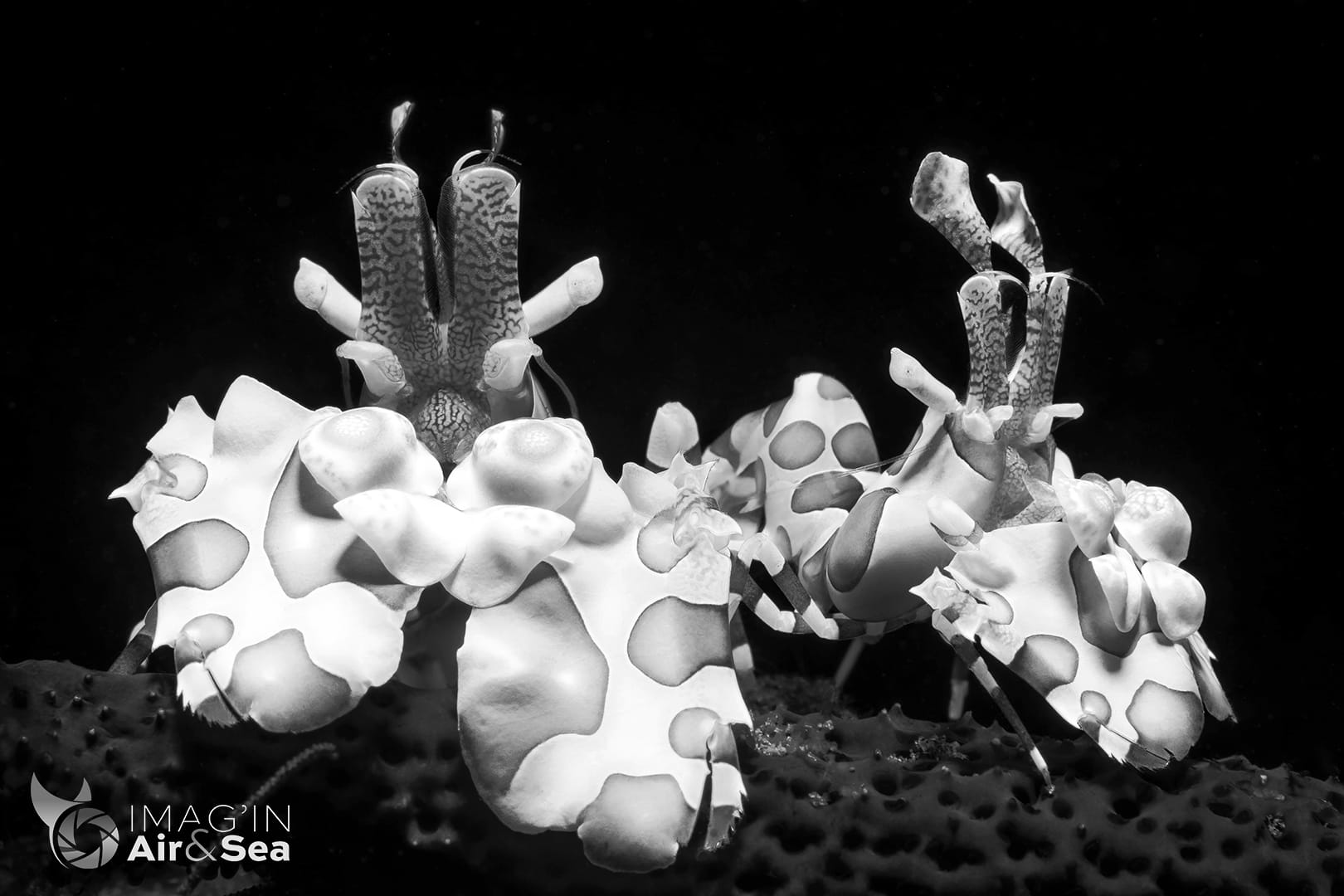 Couple de Crevettes Arlequins sur l'étoile de mer qu'elles vont manger (Tulamben)