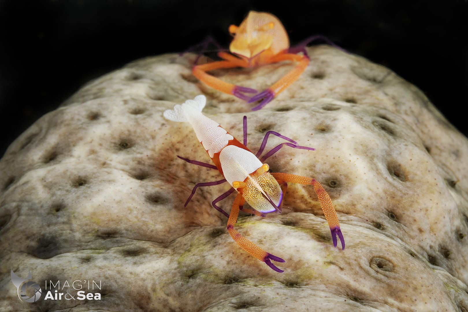 Couple de Crevettes Impériales sur une holothurie à Nouméa.