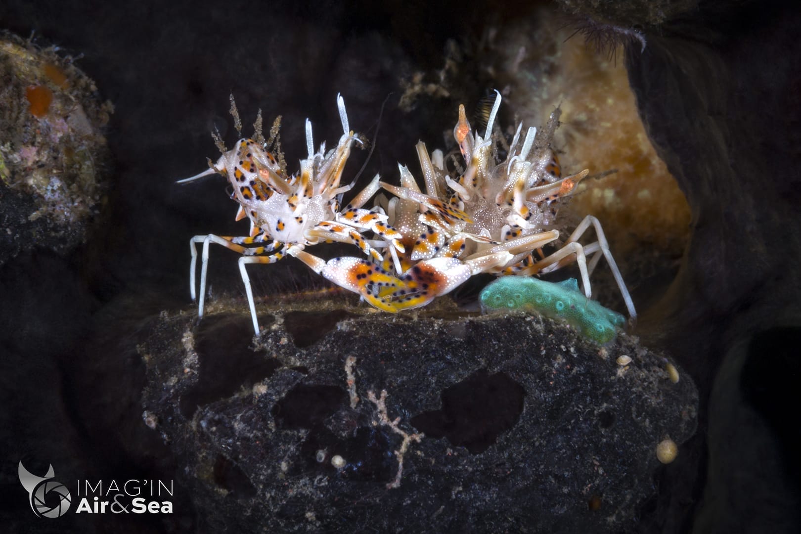 Couple de Crevettes tigres épineuses (Tulamben)