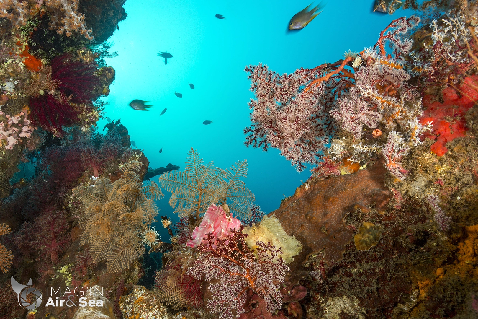 Couple de poisson feuille en face à face à Tulamben en Indonésie