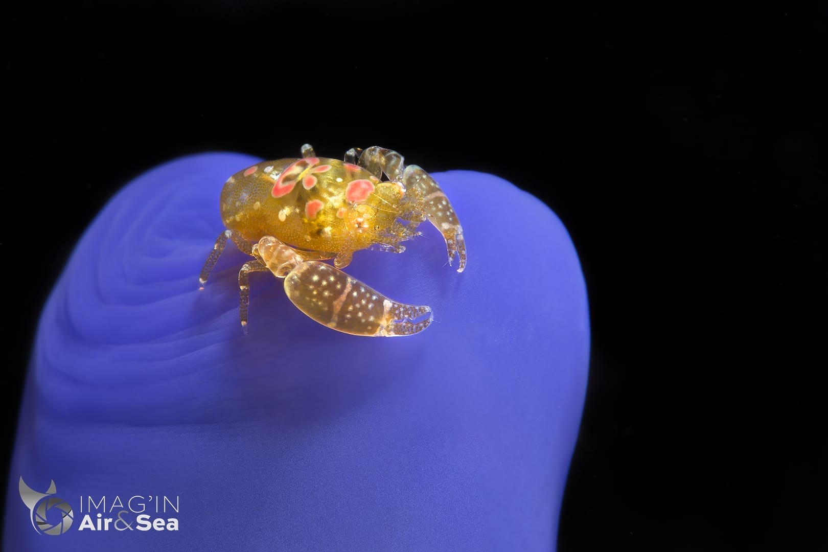 Crevette odontonia Kaoi sur une Ascidie (Tulamben)