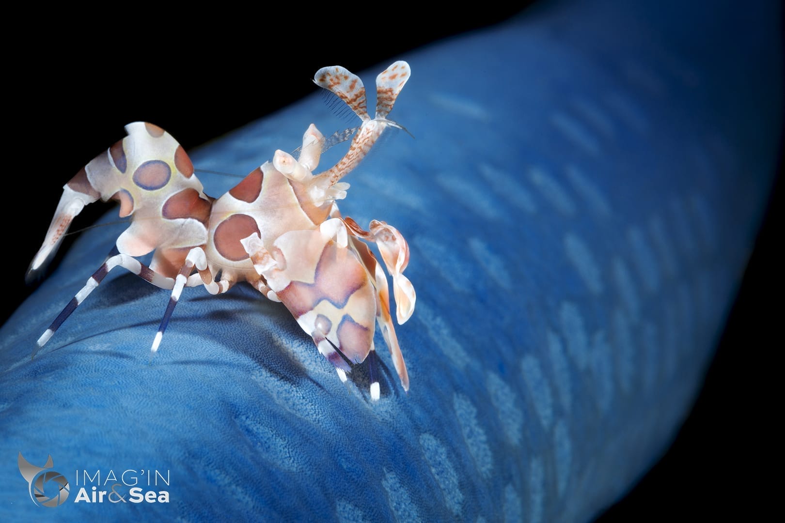 Crevette arlequin de profile sur étoile de mer bleue (Lembeh)