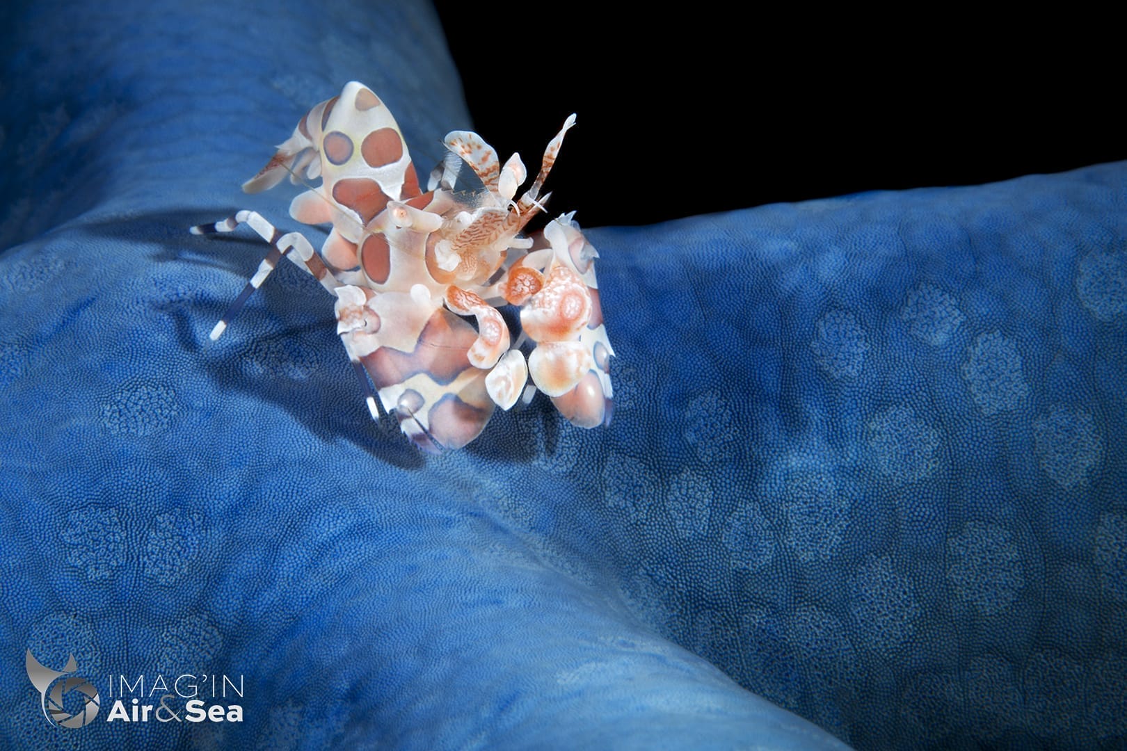 Crevette arlequin sur étoile de mer bleue (Lembeh)