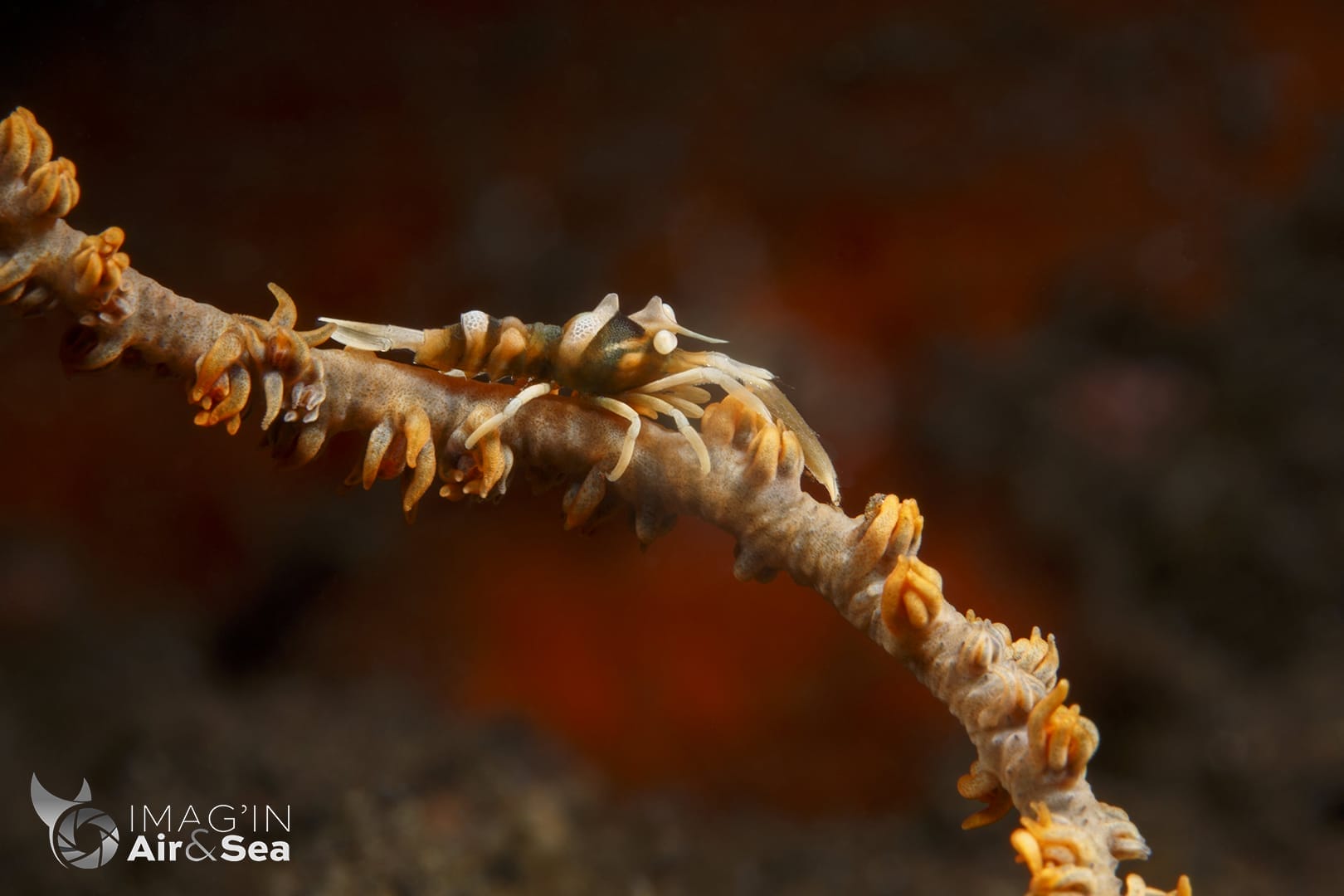 Crevette de corail fouet à Tulamben.