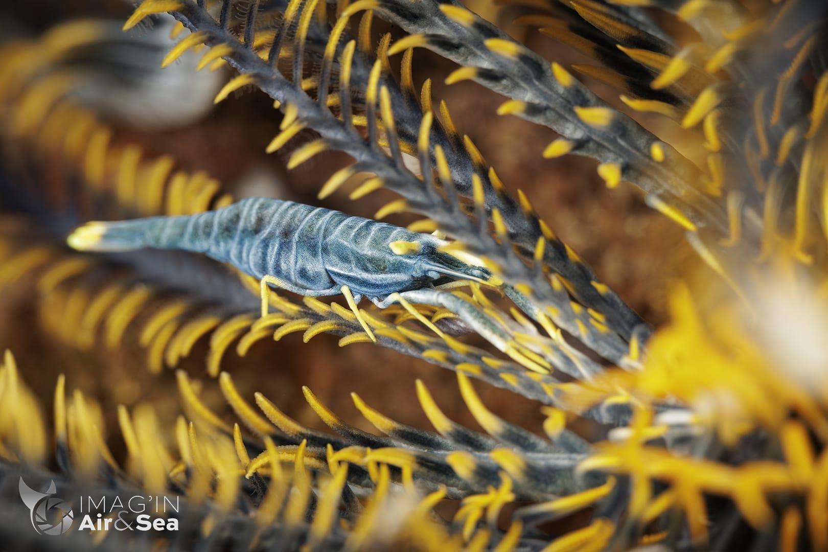 Crevette de Crinoïde noire et jaune (Tulamben)