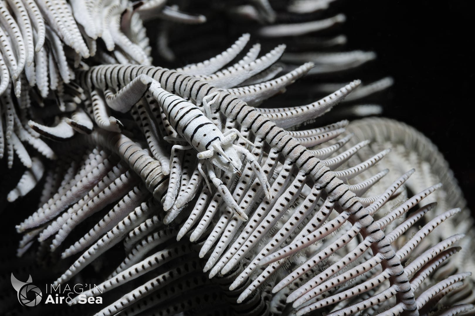 Crevette des Crinoïdes blanche (Anilao)