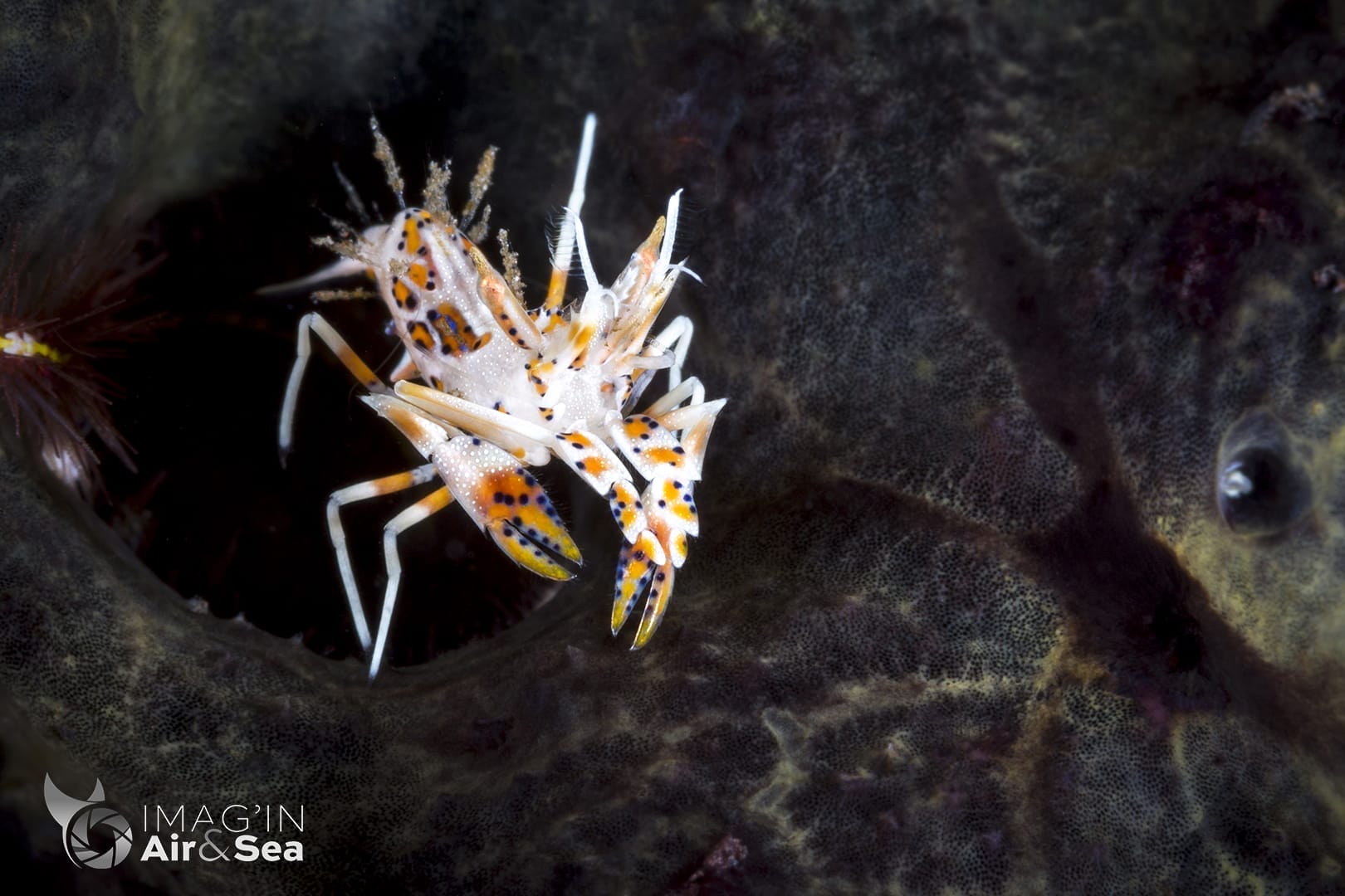 Crevette tigre épineuse (Tulamben)