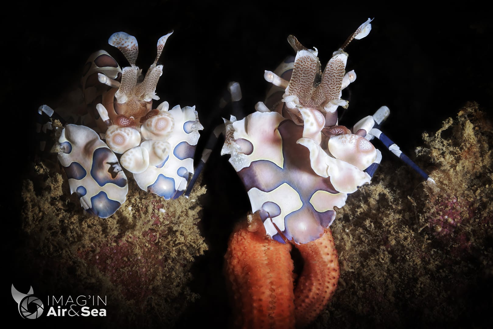 Couple de Crevettes Arlequins en train de se nourrir (Nouméa)