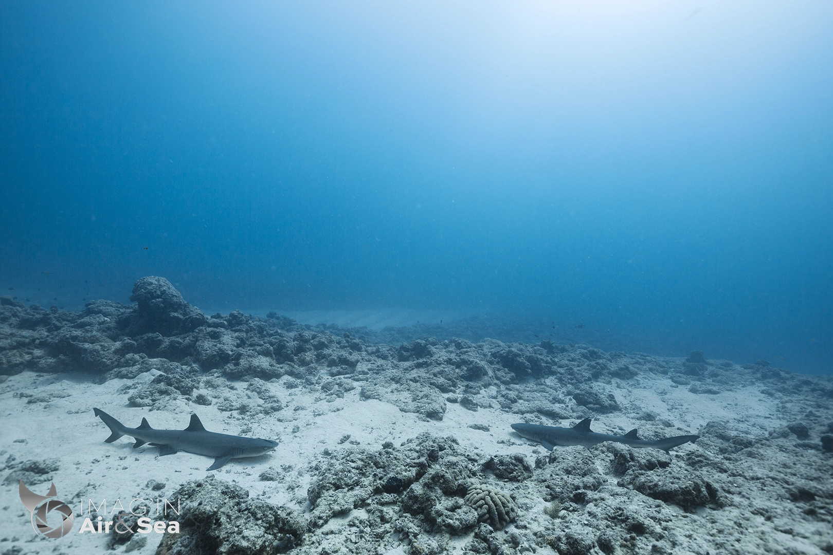 Deux requins pointes blanches se reposant posé au sol